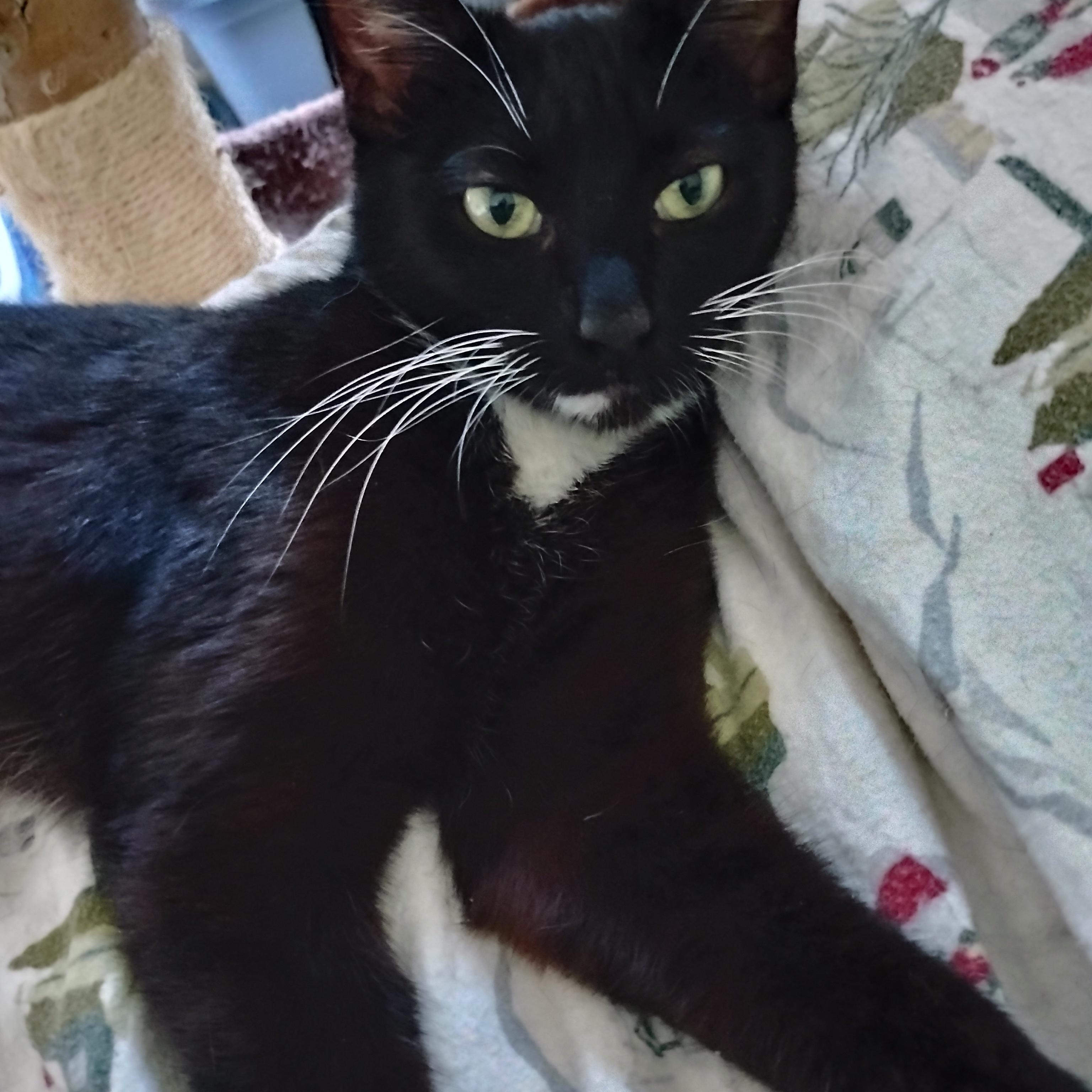 Enlarge Jewel, a ADOPTABLE Domestic Short Hair in Woodland, CA image 2/5