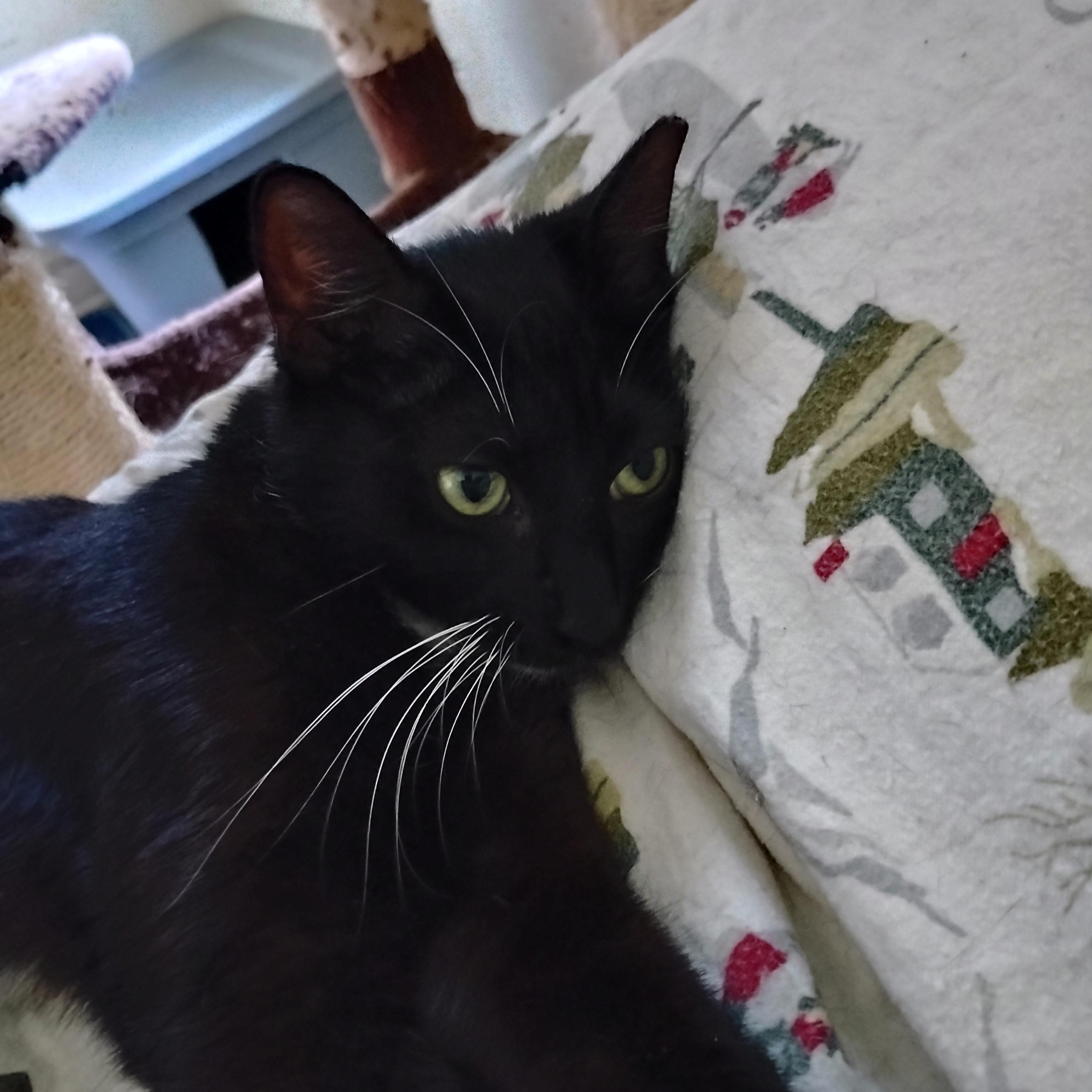 Enlarge Jewel, a ADOPTABLE Domestic Short Hair in Woodland, CA image 3/5