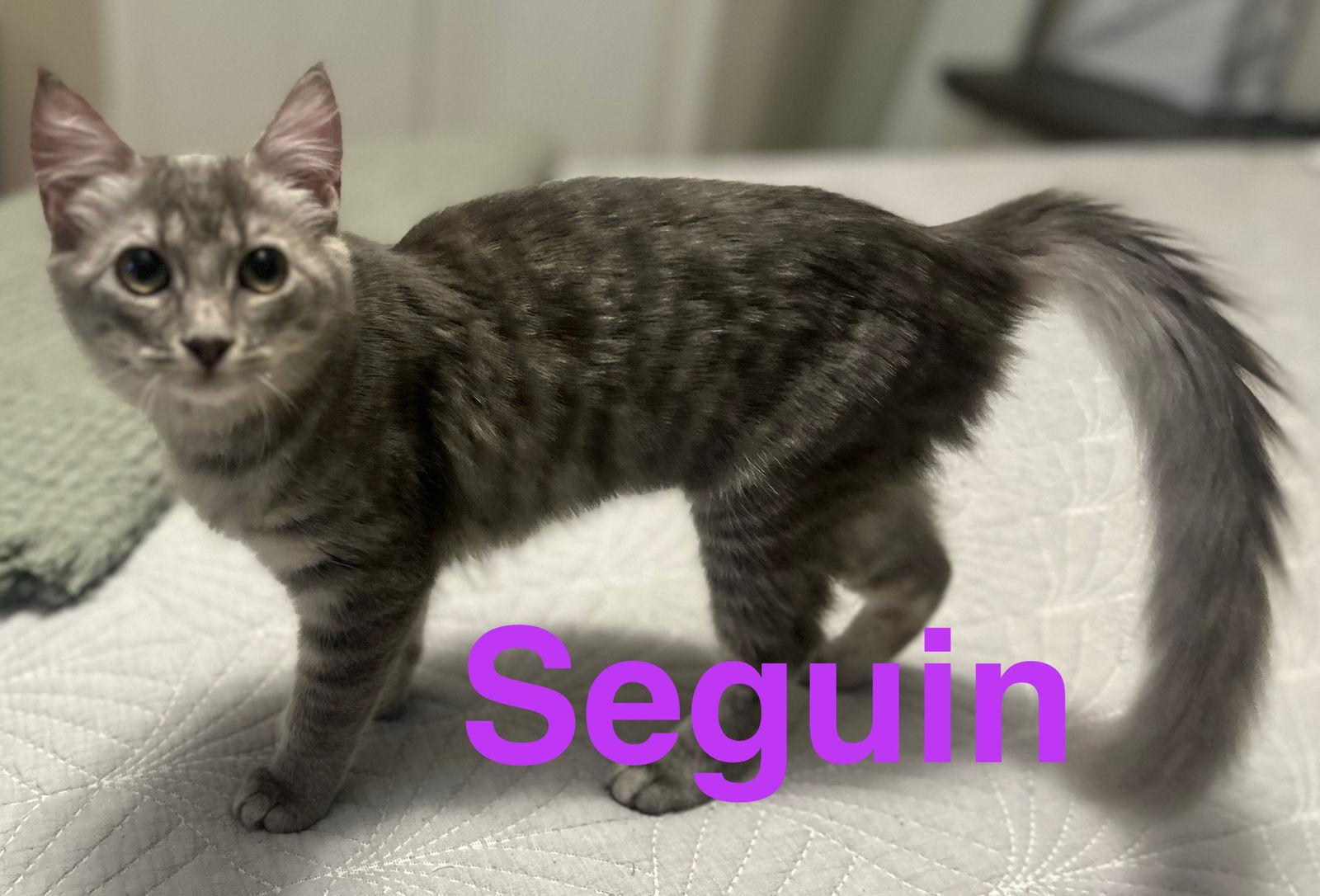 Enlarge Seguin, a Adopted Russian Blue in Dickinson, TX image 1/3