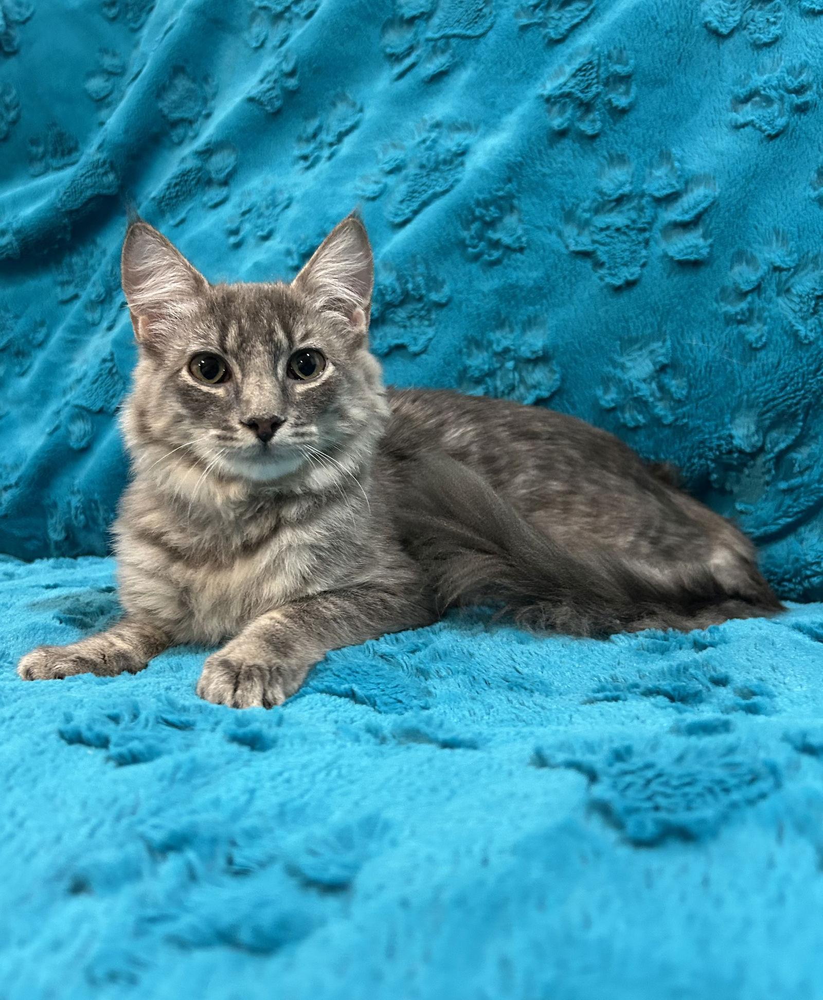 Enlarge Seguin, a Adopted Russian Blue in Dickinson, TX image 3/3