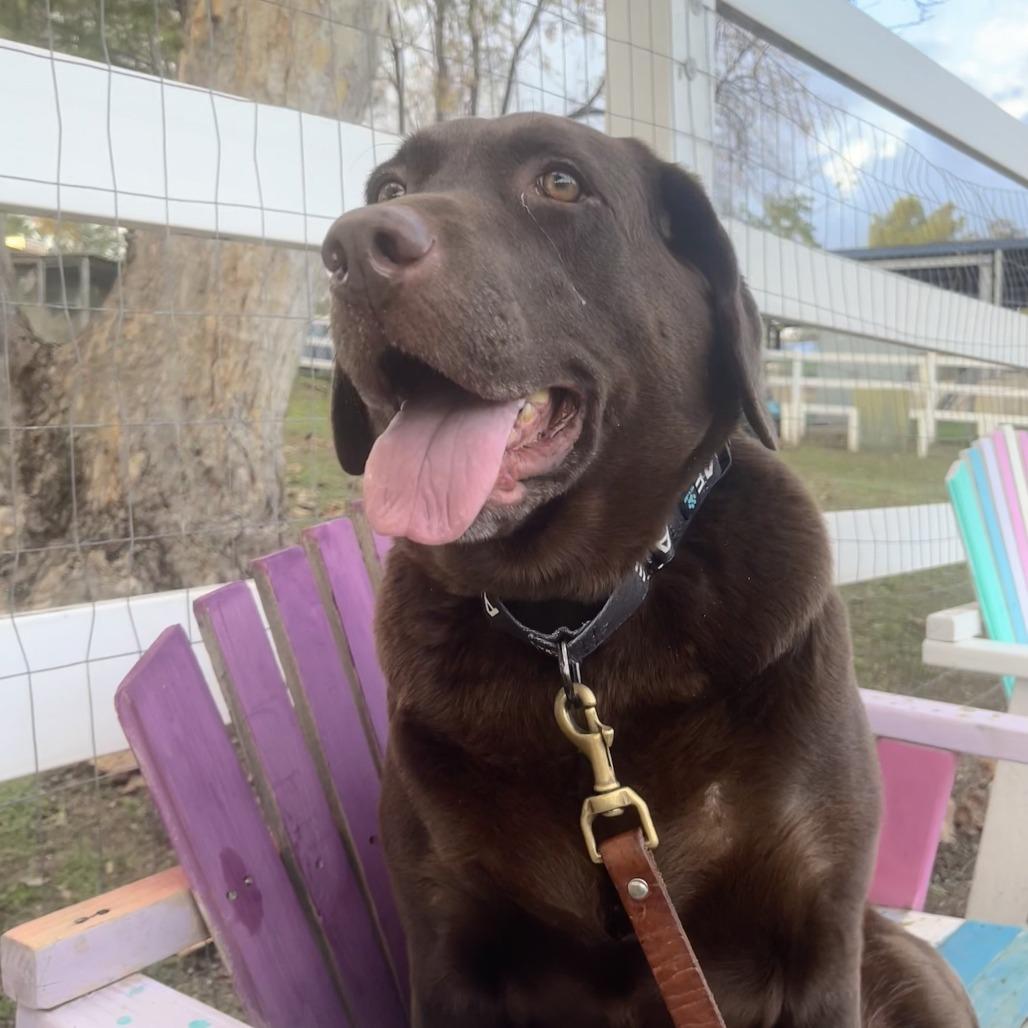Enlarge Maya, a Adoptable Chocolate Labrador Retriever in Yucaipa, CA image 1/2