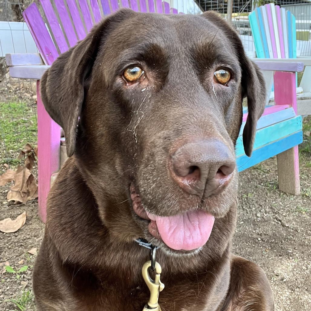 Enlarge Maya, a Adoptable Chocolate Labrador Retriever in Yucaipa, CA image 2/2