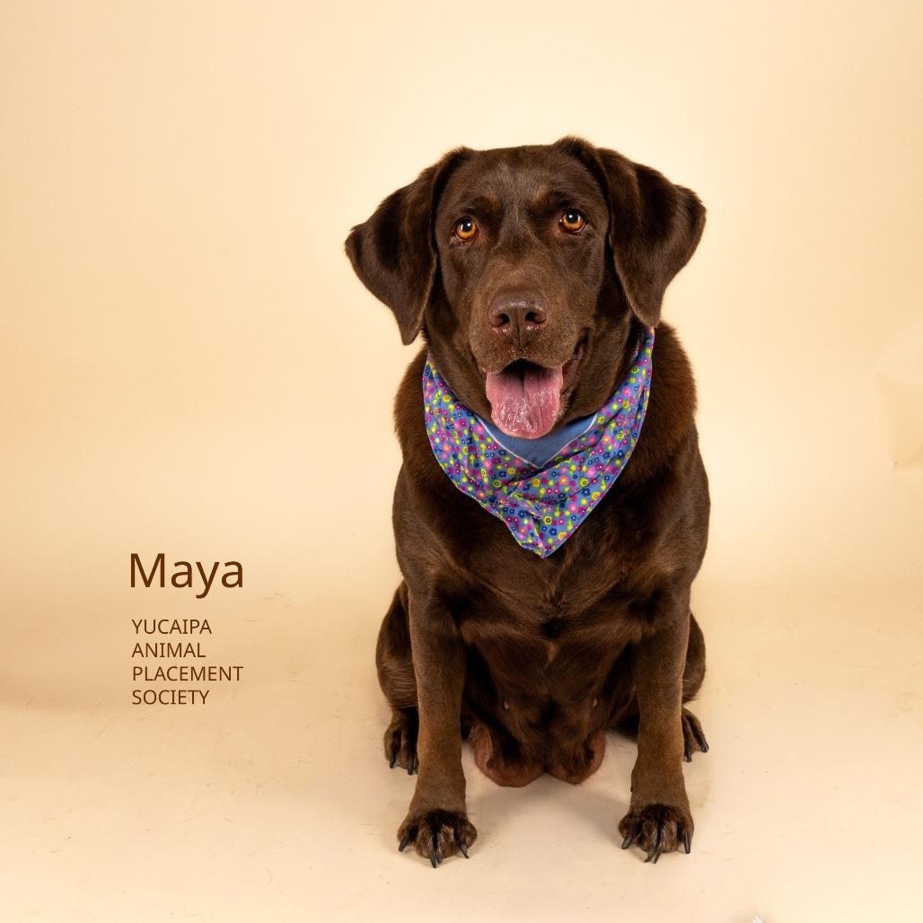 Enlarge Maya, a Adoptable Chocolate Labrador Retriever in Yucaipa, CA image 3/4