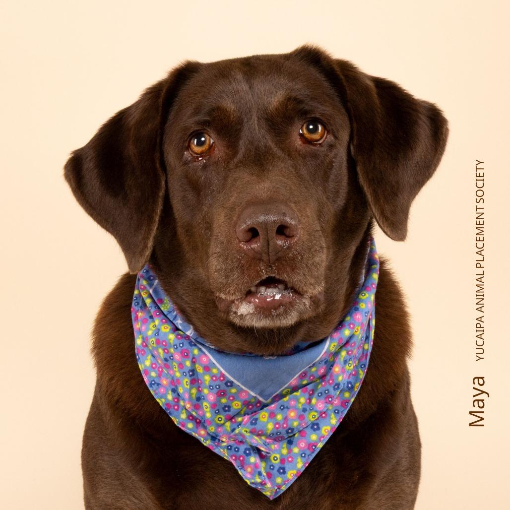 Enlarge Maya, a Adoptable Chocolate Labrador Retriever in Yucaipa, CA image 4/4