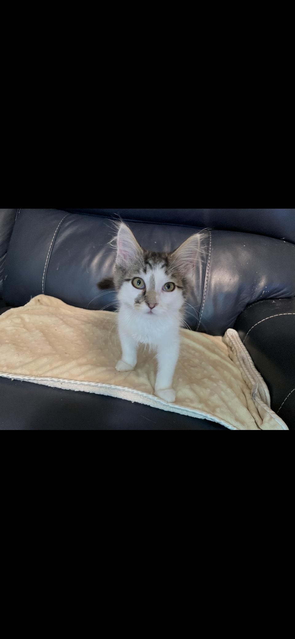 Biscuit, a ADOPTABLE Tabby in Pittsburgh, PA image 2/2