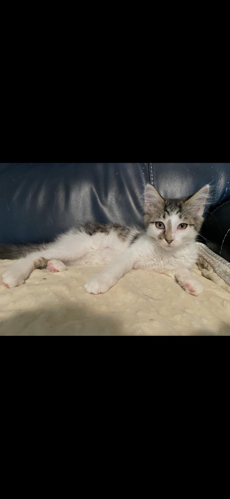 Biscuit, ADOPTABLE, Kitten Male Tabby.
