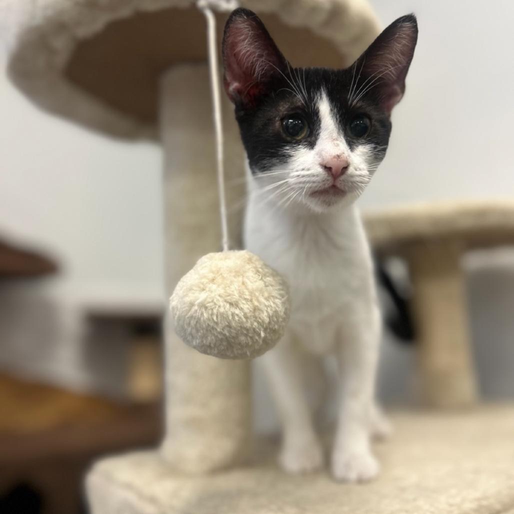 Checkers, Adoptable, Kitten Female Domestic Short Hair.