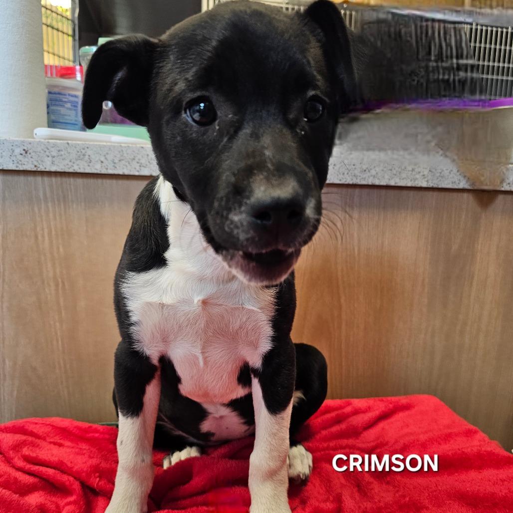 Crimson, Adoptable, Puppy Female Mixed Breed & Mixed Breed.