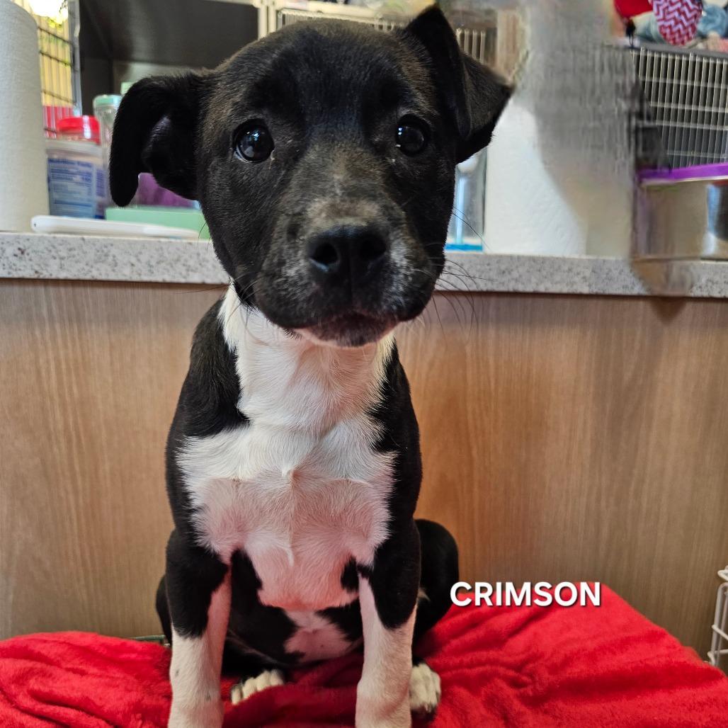 Enlarge Crimson, a Adoptable mixed breed in Madisonville, TN image 2/3