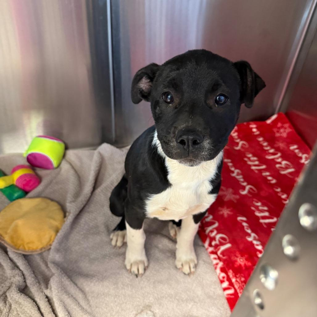 Enlarge Crimson, a Adoptable mixed breed in Madisonville, TN image 3/3