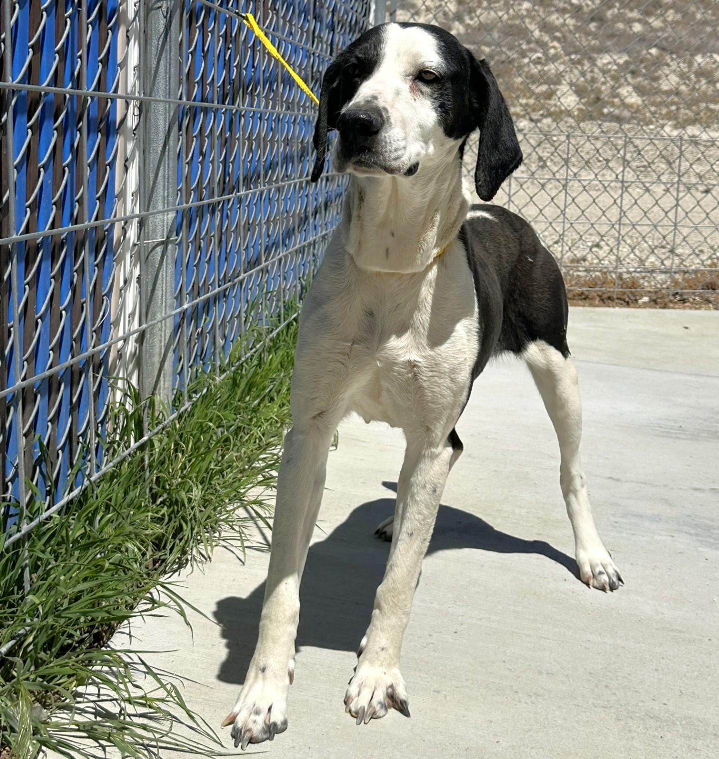 60866582, ADOPTABLE, Adult Female Pointer.