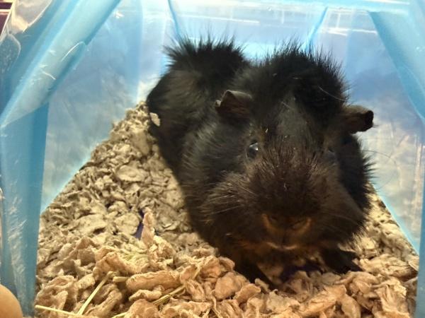 Bart, Adoptable, Adult Male Guinea Pig.