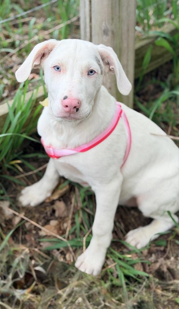 Florence, Adoptable, Puppy Female Catahoula Leopard Dog & Australian Shepherd.