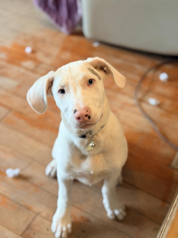 Florence, a Adoptable mixed breed in Grove City, OH image 5/6