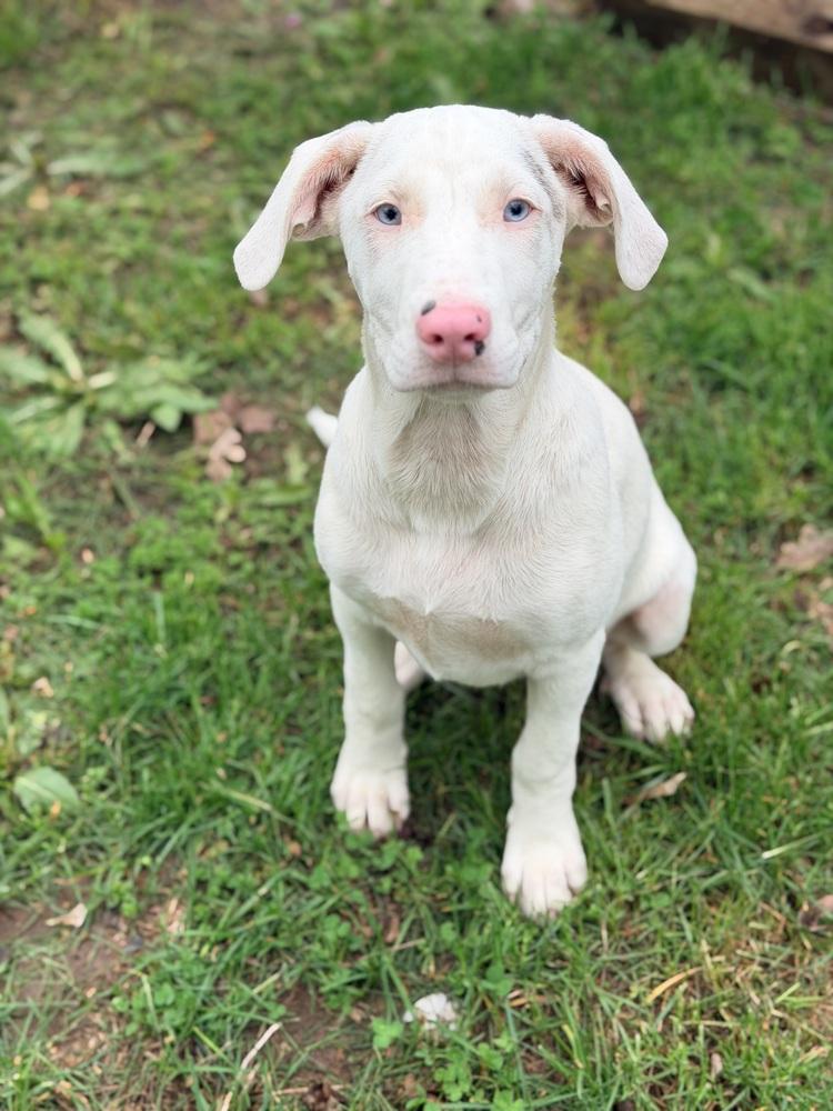 Florence, a Adoptable mixed breed in Grove City, OH image 6/6