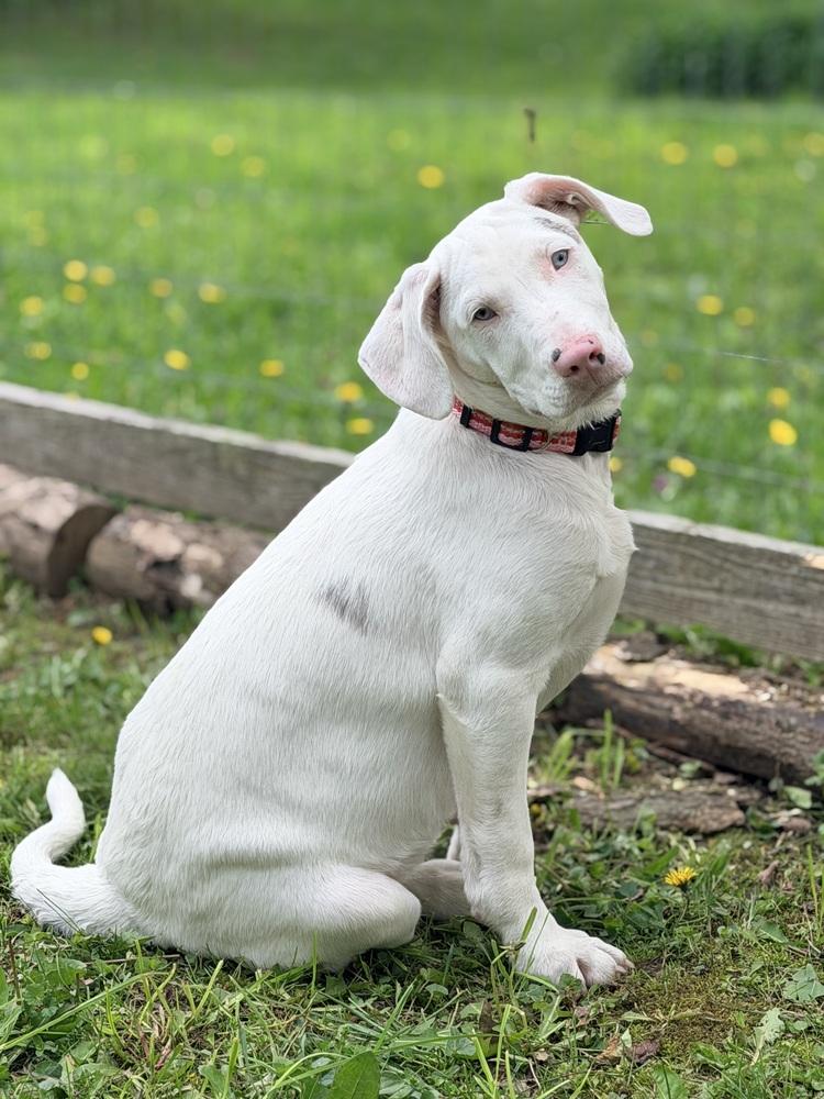 Florence, a Adoptable mixed breed in Grove City, OH image 2/6