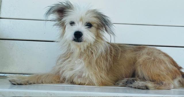 Enlarge Dior, a Adopted mixed breed in New Port Richey, FL image 2/3