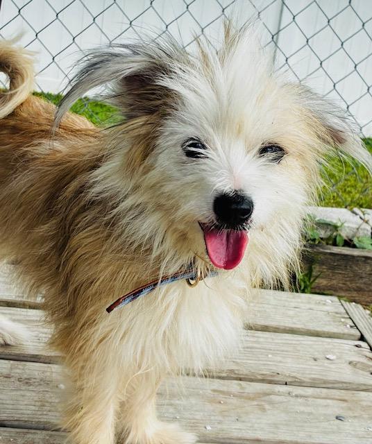 Enlarge Dior, a Adopted mixed breed in New Port Richey, FL image 3/3