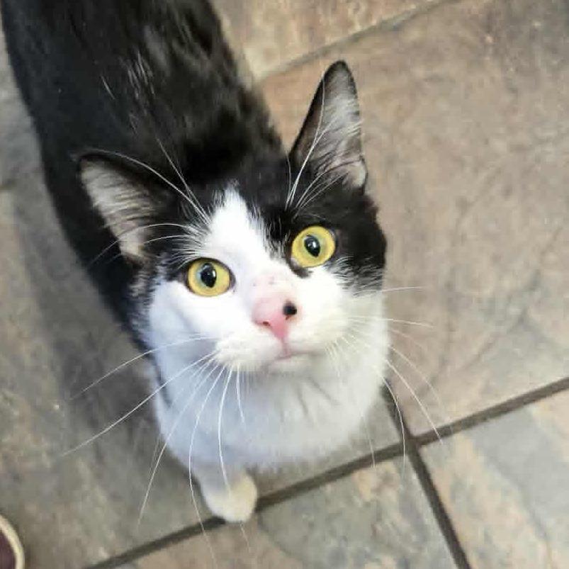 Oreo, Adoptable, Young Male Domestic Short Hair.