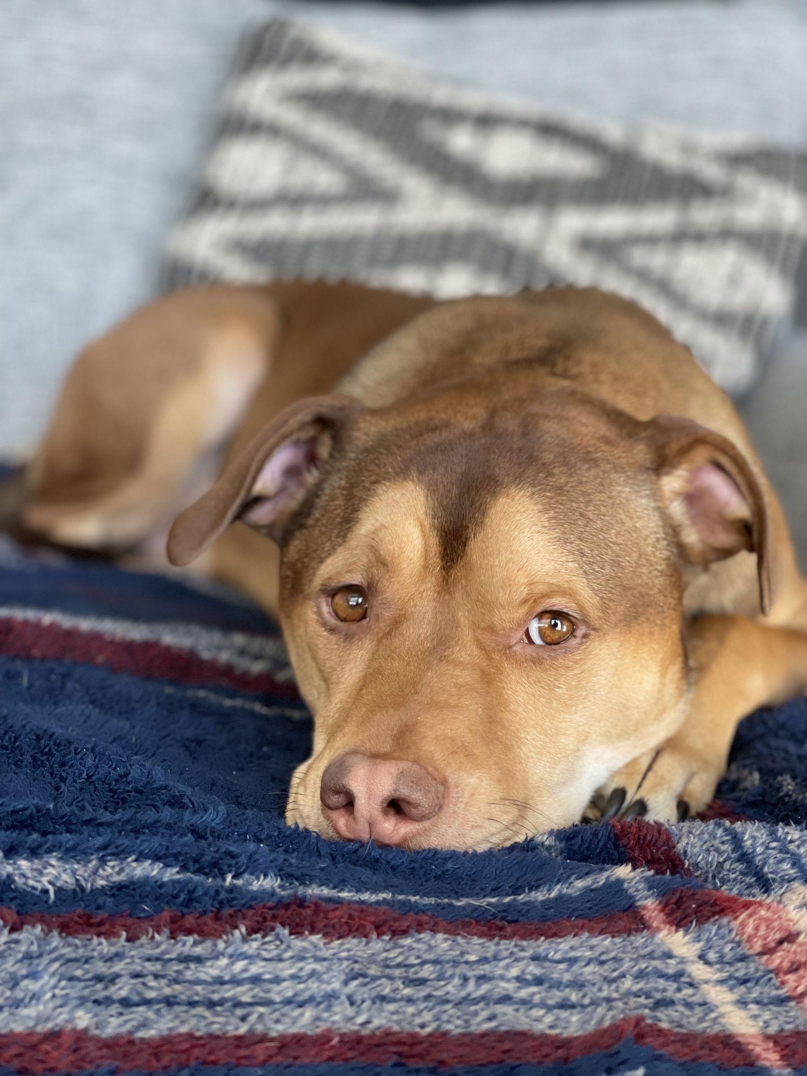 Wrangler, Adoptable, Adult Male Pit Bull Terrier.