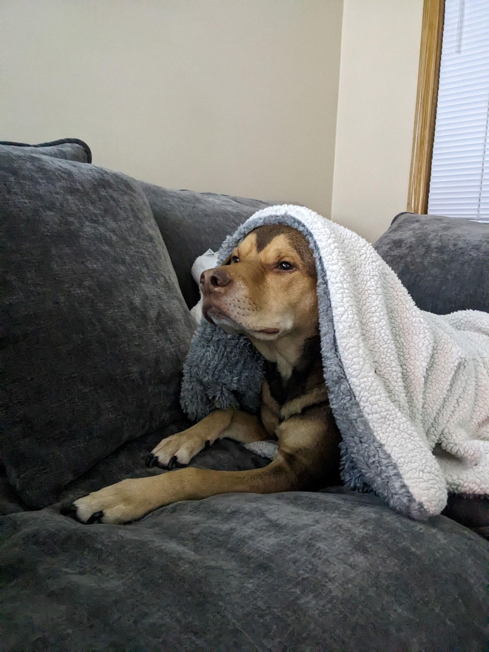 Enlarge Wrangler, a Adoptable Pit Bull Terrier in Minneapolis, MN image 2/3