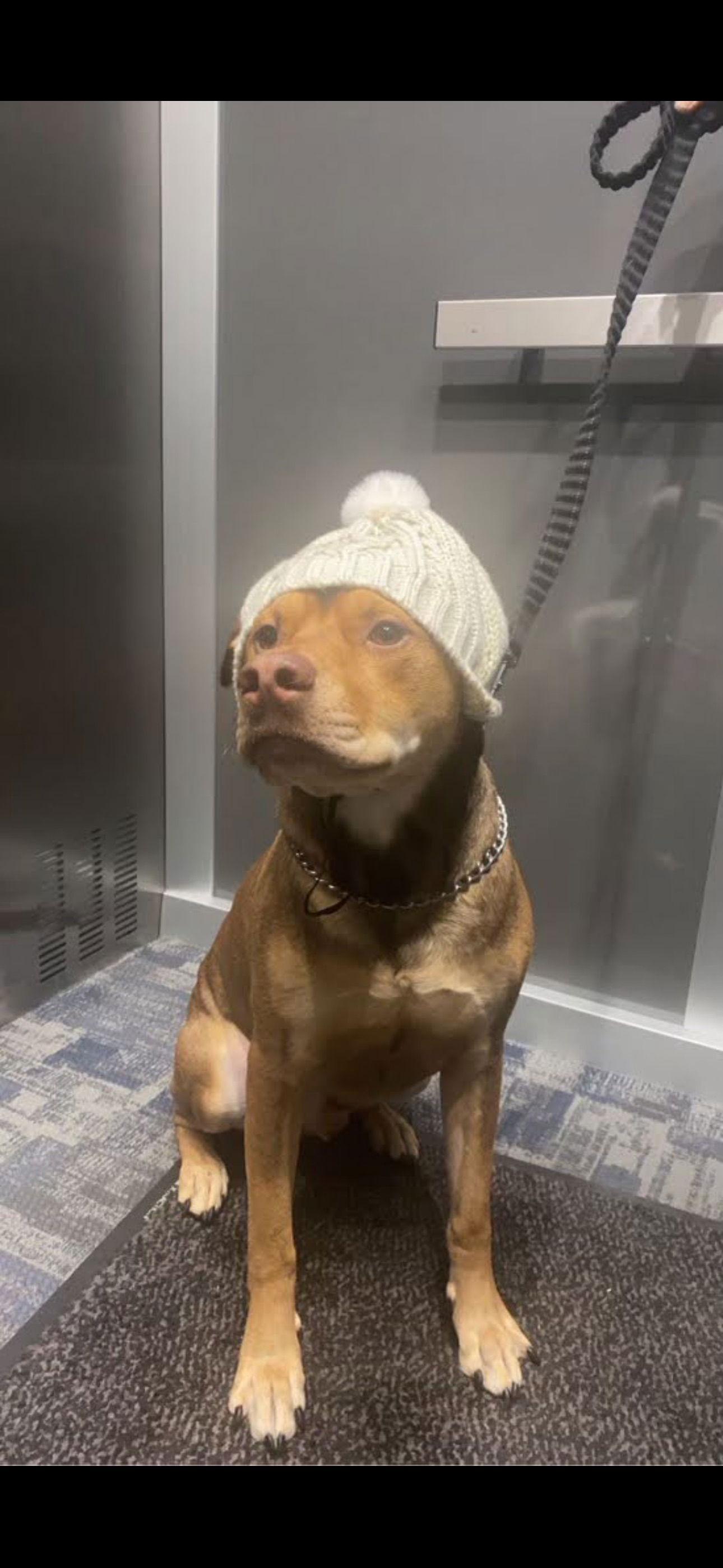 Enlarge Wrangler, a Adoptable Pit Bull Terrier in Minneapolis, MN image 3/3