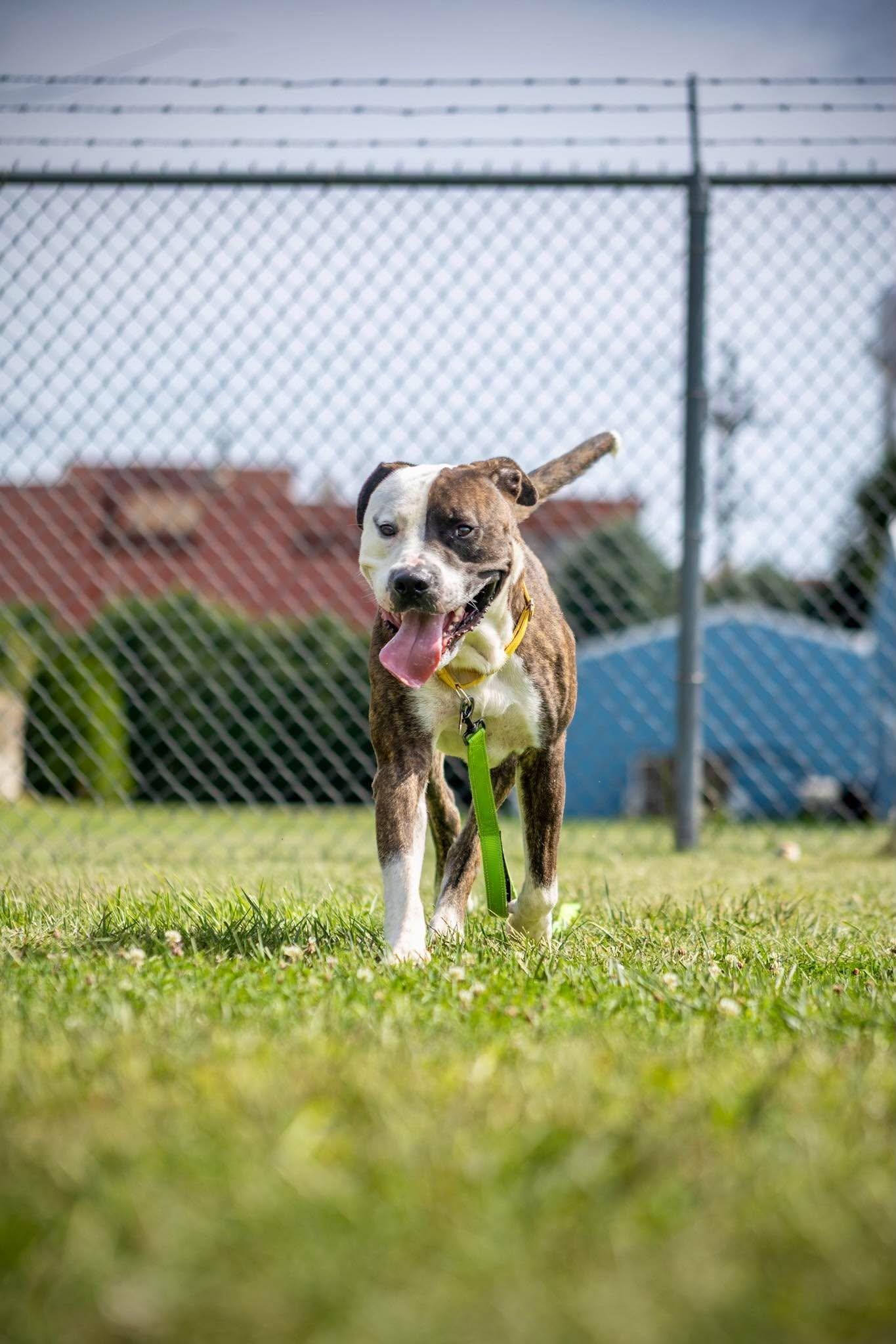 Enlarge Bowser, a Adoptable mixed breed in Valparaiso, IN image 2/3