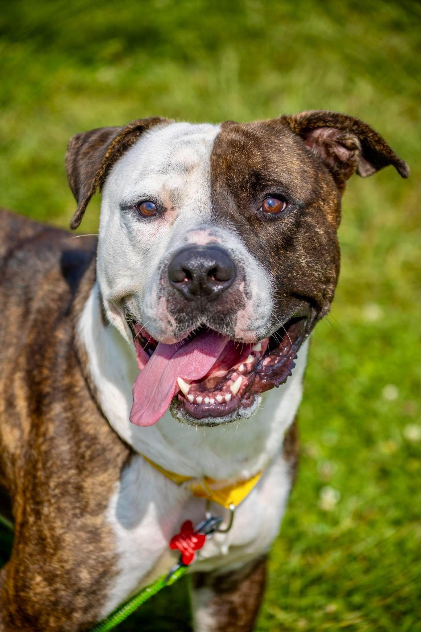 Enlarge Bowser, a Adoptable mixed breed in Valparaiso, IN image 1/3