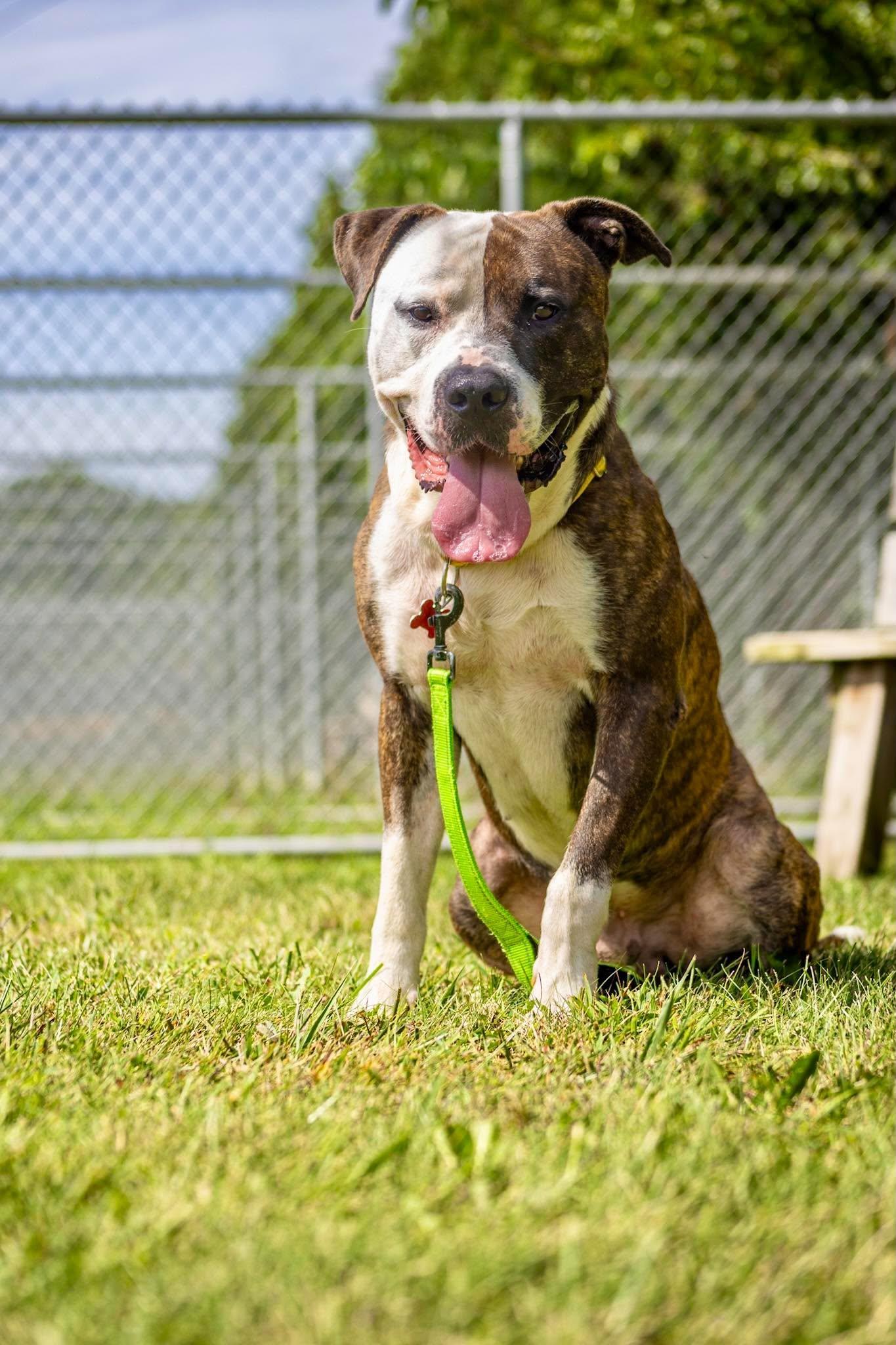 Enlarge Bowser, a Adoptable mixed breed in Valparaiso, IN image 3/3