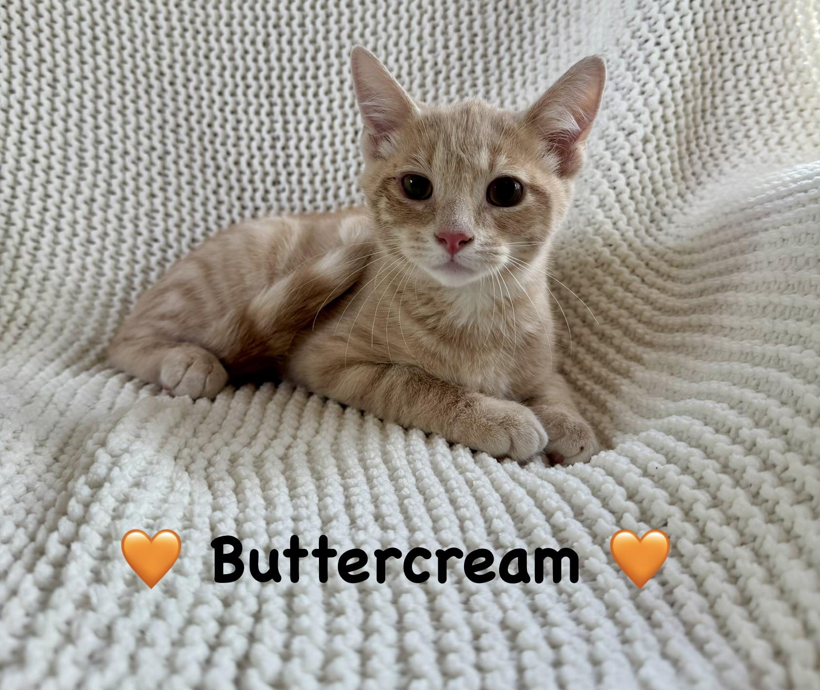 Enlarge Buttercream, a ADOPTABLE Domestic Short Hair in Copley, OH image 1/1