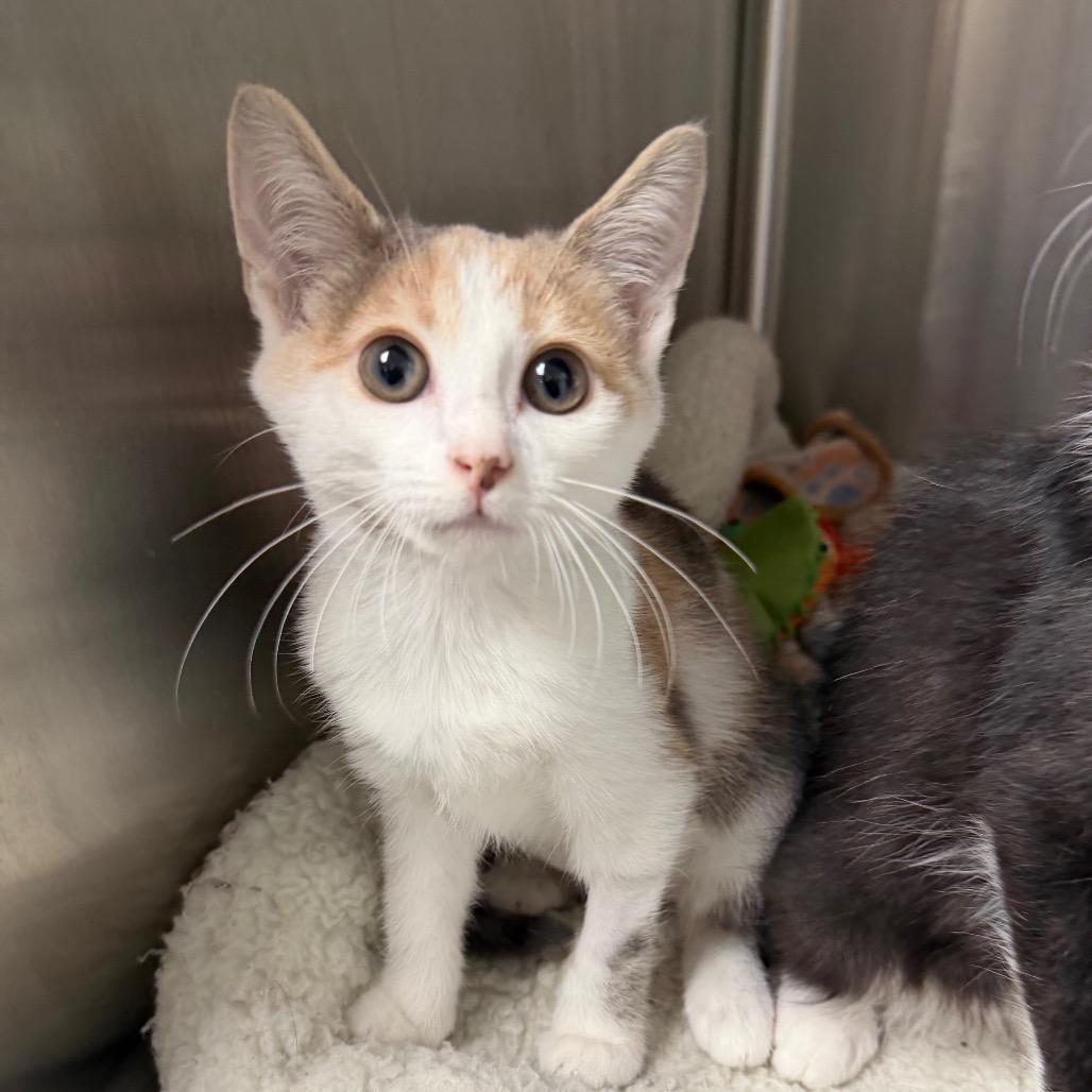 Enlarge Pocket (bonded to Pants), a Adoptable Domestic Short Hair in Waynesville, NC image 2/6