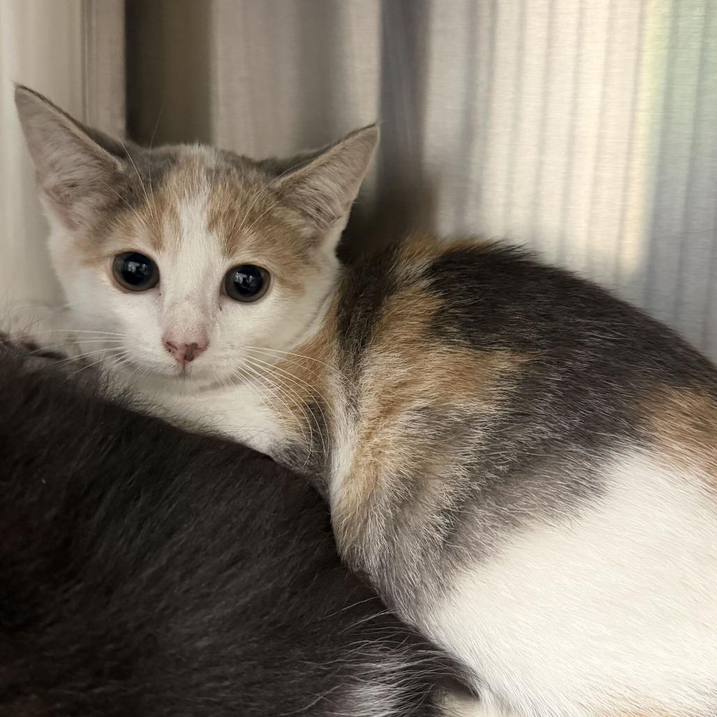Enlarge Pocket (bonded to Pants), a Adoptable Domestic Short Hair in Waynesville, NC image 3/6