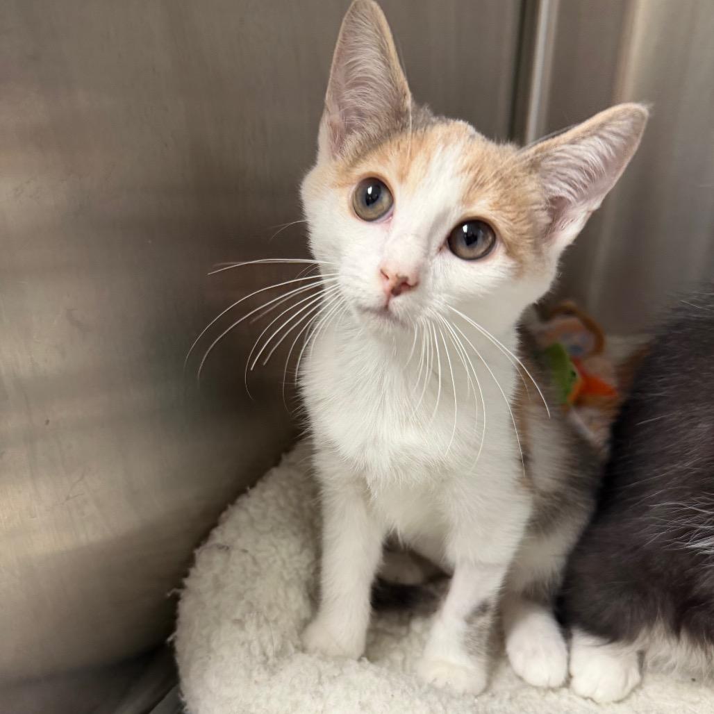 Enlarge Pocket (bonded to Pants), a Adoptable Domestic Short Hair in Waynesville, NC image 4/6