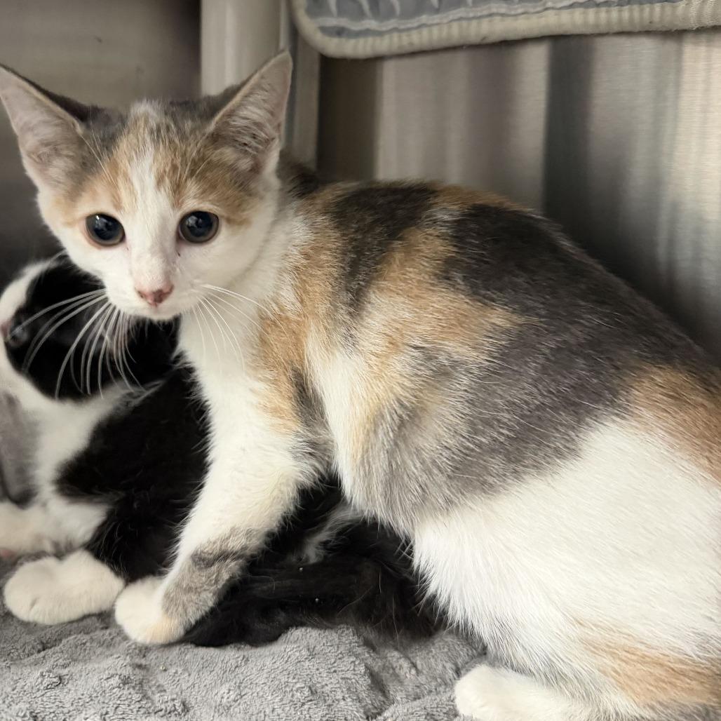 Enlarge Pocket (bonded to Pants), a Adoptable Domestic Short Hair in Waynesville, NC image 5/6