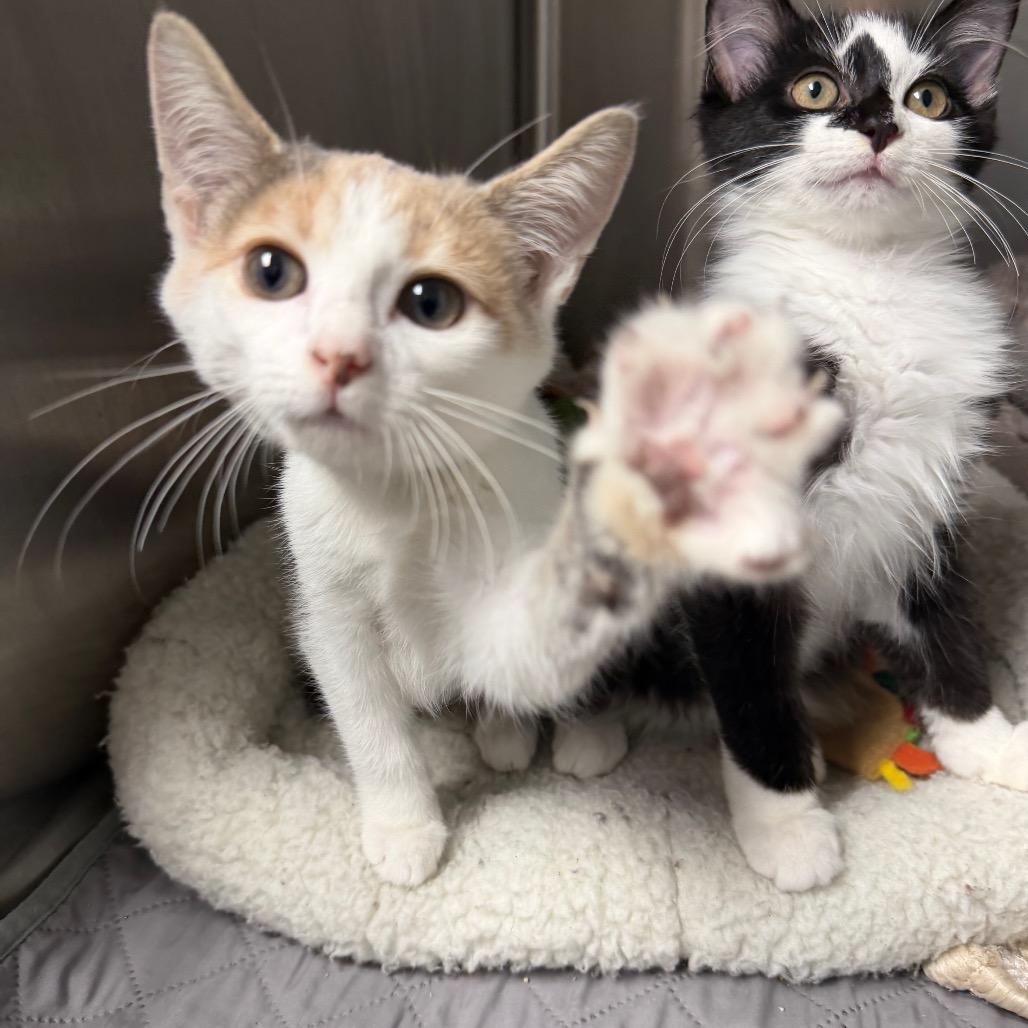 Enlarge Pocket (bonded to Pants), a Adoptable Domestic Short Hair in Waynesville, NC image 6/6