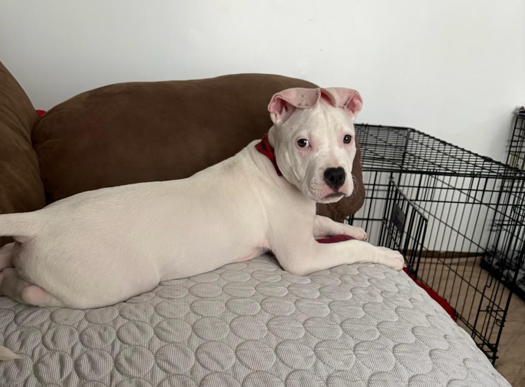 Enlarge POLAR ** DEAF** tinycauseadopt@gmail.com , a ADOPTABLE mixed breed in Vandergrift, PA image 2/5