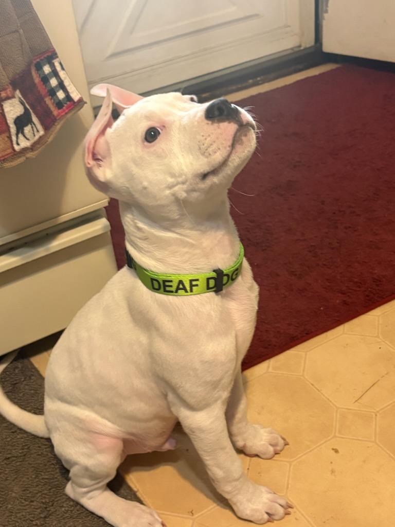 Enlarge POLAR ** DEAF** tinycauseadopt@gmail.com , a ADOPTABLE mixed breed in Vandergrift, PA image 3/5