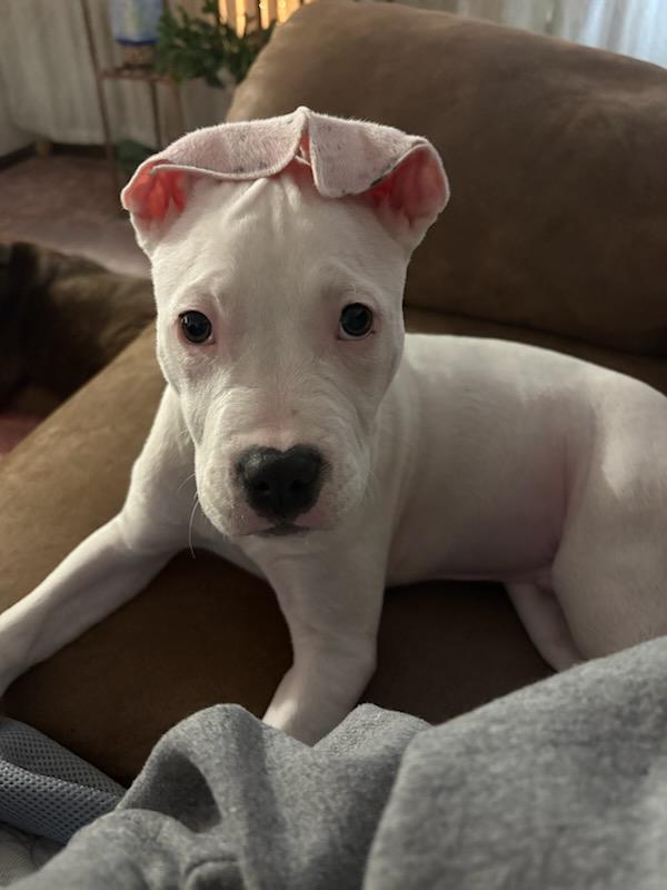 Enlarge POLAR ** DEAF** tinycauseadopt@gmail.com , a ADOPTABLE mixed breed in Vandergrift, PA image 1/5