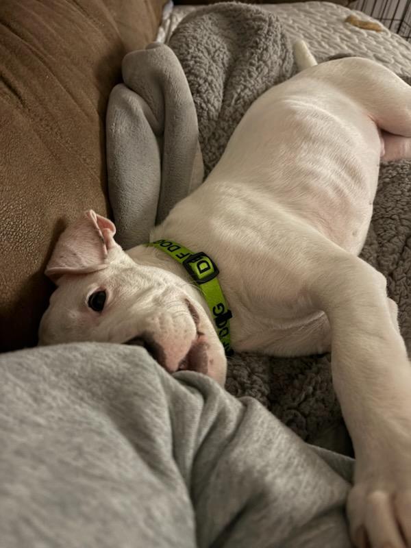 Enlarge POLAR ** DEAF** tinycauseadopt@gmail.com , a ADOPTABLE mixed breed in Vandergrift, PA image 5/5