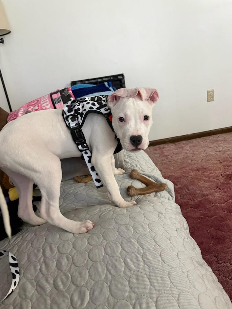 Enlarge POLAR ** DEAF** tinycauseadopt@gmail.com , a ADOPTABLE mixed breed in Vandergrift, PA image 4/5