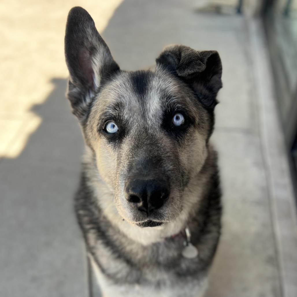 Todd, Adoptable, Senior Male Shepherd & Husky.