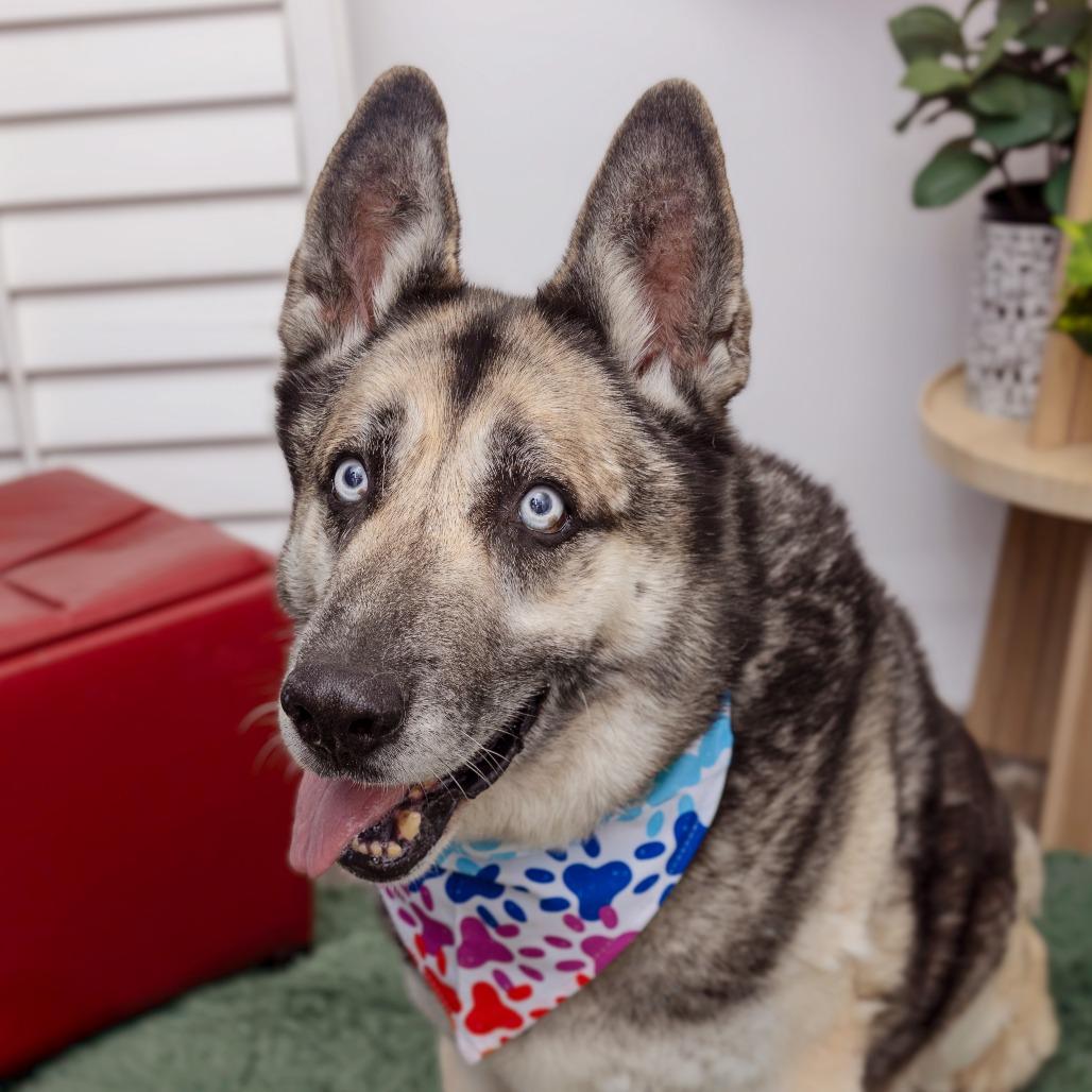 Todd, Adoptable, Senior Male Shepherd & Husky.