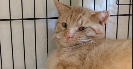 Enlarge Catcher, a Adoptable mixed breed in Papillion, NE image 1/1