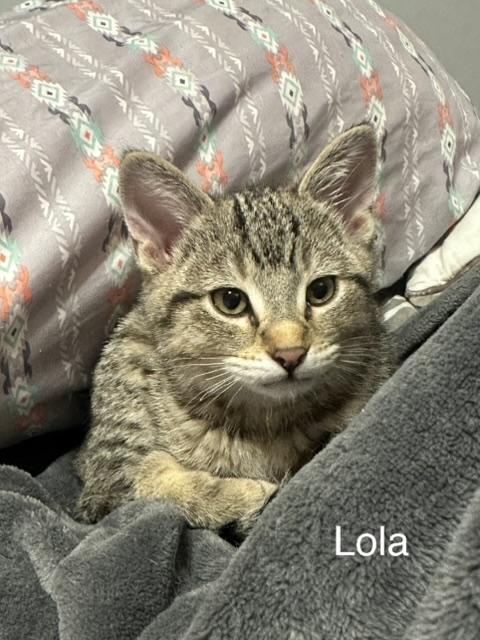 Enlarge Lola, a Adoptable Domestic Short Hair in Kenosha, WI image 1/1