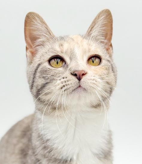 Enlarge Daphne is a darling rainbow poofball of love!, an adoptable mixed breed in Bedford Hills, NY image 4/6