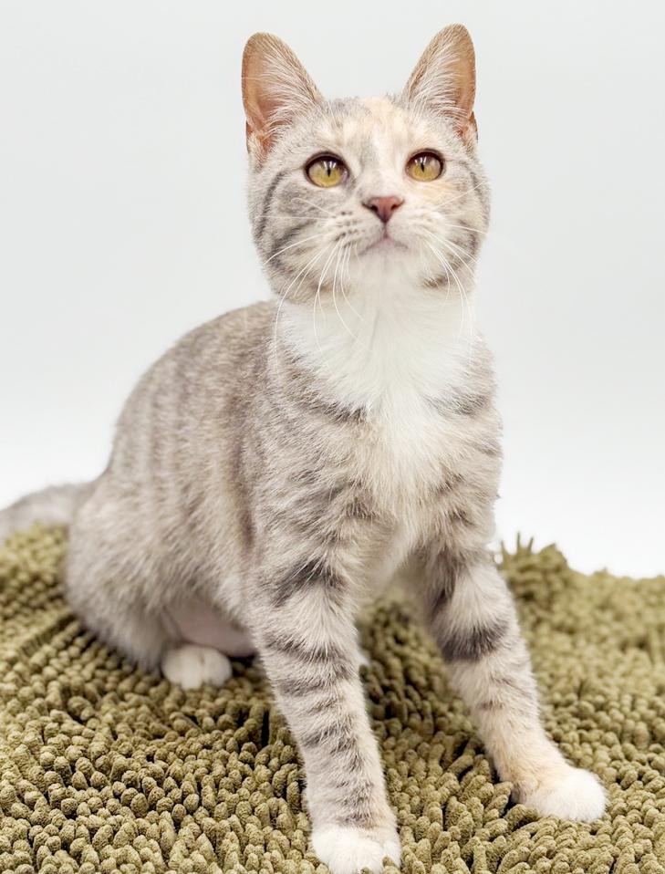 Enlarge Daphne is a darling rainbow poofball of love!, an adoptable mixed breed in Bedford Hills, NY image 5/6