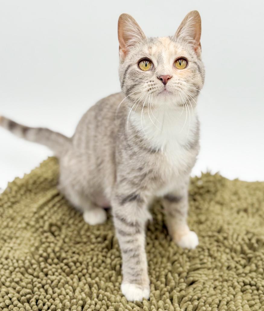 Enlarge Daphne is a darling rainbow poofball of love!, an adoptable mixed breed in Bedford Hills, NY image 2/6