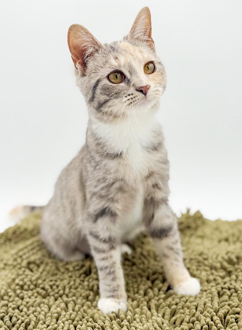 Enlarge Daphne is a darling rainbow poofball of love!, an adoptable mixed breed in Bedford Hills, NY image 3/6