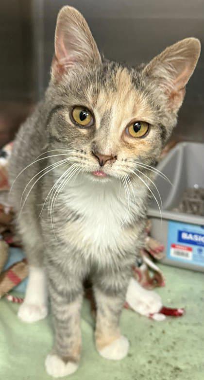 Enlarge Daphne is a darling rainbow poofball of love!, an adoptable mixed breed in Bedford Hills, NY image 6/6