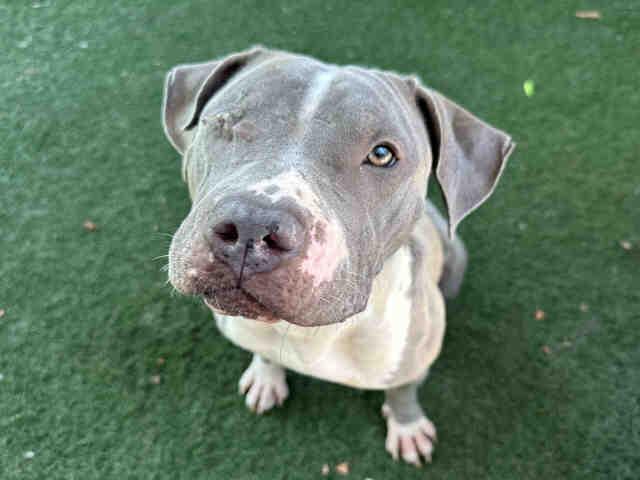 Enlarge PEGGY, a Adoptable Pit Bull Terrier in Bonita, CA image 1/1